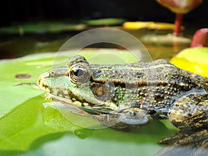 Frog on lily leaf
