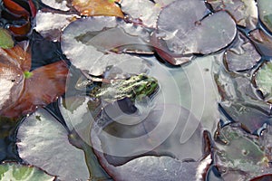 Frog on lily leaf