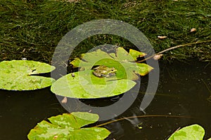 Frog on lily leave pond reservoir fauna animal wild life scenic view nature photography