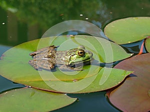 Frog on Lily Pad