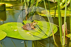 Frog on lily pad