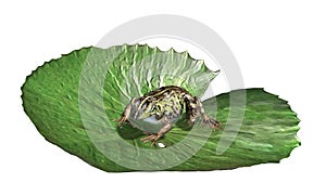 Frog on lily pad - front view