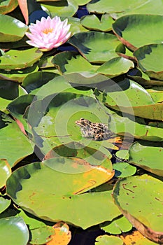 Frog on Lily Pad over Pond with Pink Lily Flower