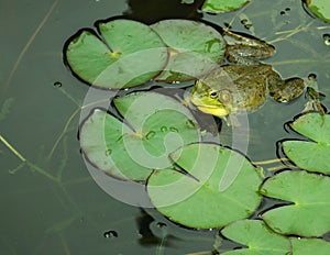 Frog on Lily Pad