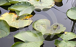 Rana sobre el lirio almohadilla a estanque Agua naturaleza animales y plantas 