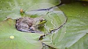 Frog on a lilypad