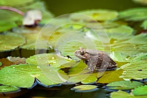 Frog on lilypad