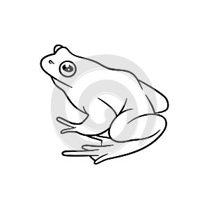 Frog line art drawing illustration