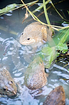 Frog, Lithobates clamitans, swimming in a wetland