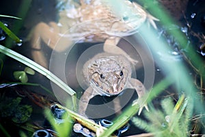 Frog, Lithobates clamitans, swimming in a wetland