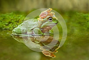 Frog Litoria caerulea