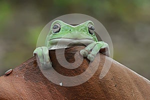 Frog Litoria caerulea photo