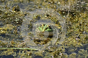 Frog