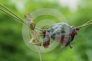 animals, frog, amphibians, animal, animales, animalwildlife, crocodile, dumpy, dumpyfrog, face, frog, green, macro, mammals, butte photo