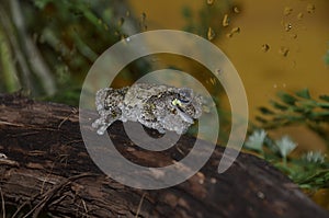 Frog on a log