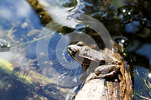 A frog on a log in a pond.