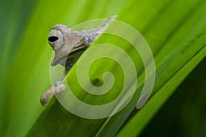 Long Eared Frog Borneo