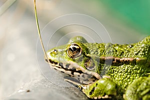 Frog look at night from the swamp/frog look at night from water lily leaves in the swamp