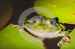 Frog look at night from the swamp/frog look at night from water lily leaves in the swamp