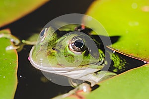 Frog look at night from the swamp/frog look at night from water lily leaves in the swamp