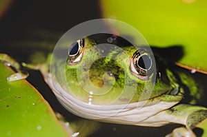 Frog look at night from the swamp/frog look at night from water lily leaves in the swamp