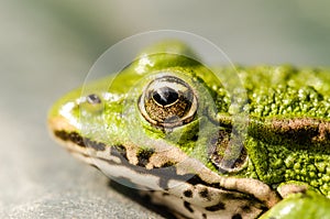 Frog look at night from the swamp/frog look at night from water lily leaves in the swamp