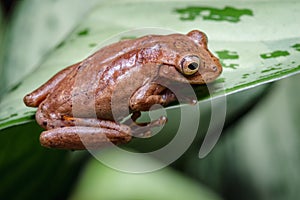 Frog looking from above a leaf