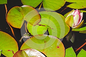 The frog looks out of water in a pond near a lily flower. Wildlife concept