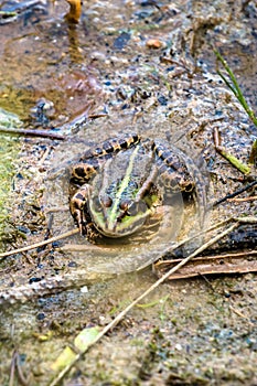 Frog lurking in water