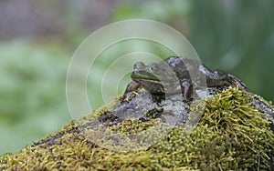 Frog lying on a mossy rock.