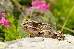 Frog macro