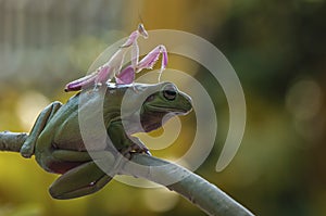 Frog and mantis