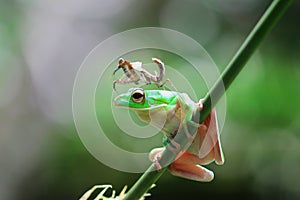 Frog, animals, m,antis,