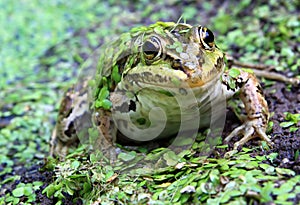 Frog in marsh