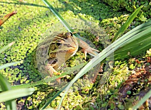 Frog in marsh