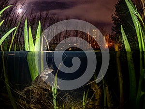 A frog mate at night with city lights and the moon in the background