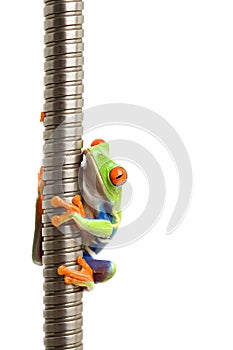 Frog on metal spiral isolated