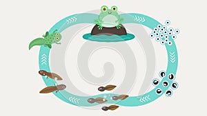 Frog Metamorphosis Life Cycle Science Education