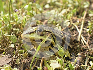 Frog mimicry photo