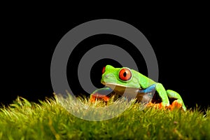 Frog on moss isolated black