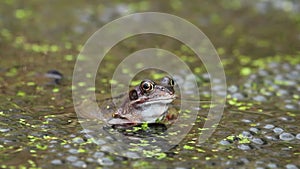 Frog Moving Throat in a Pond with Frog`s Spawn