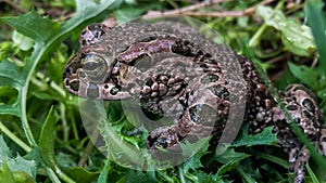 Frog in my backyard