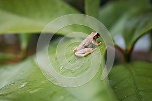 The Frog photo