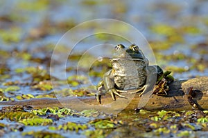 Frog in natural habitat