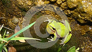 Frog in the nature green tree frog in the swamp at night close up of frog chirp closeup of frog sing cute animal, beautiful animal photo