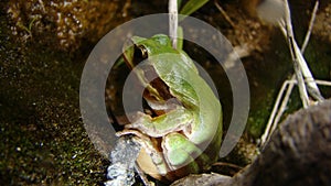 Frog in the nature green tree frog in the swamp at night close up of frog chirp closeup of frog sing cute animal, beautiful animal photo