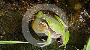 Frog in the nature green tree frog in the swamp at night close up of frog chirp closeup of frog sing cute animal, beautiful animal photo