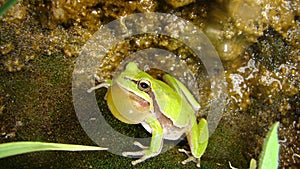 Frog in the nature green tree frog in the swamp at night close up of frog chirp closeup of frog sing cute animal, beautiful animal photo