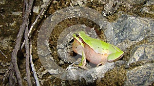 Frog in the nature green tree frog in the swamp at night close up of frog chirp closeup of frog sing cute animal, beautiful animal photo