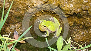 Frog in the nature green tree frog in the swamp at night close up of frog chirp closeup of frog sing cute animal, beautiful animal photo